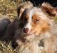 Miniature Australian Shepherd Blue