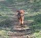 Miniature gravhund Michell