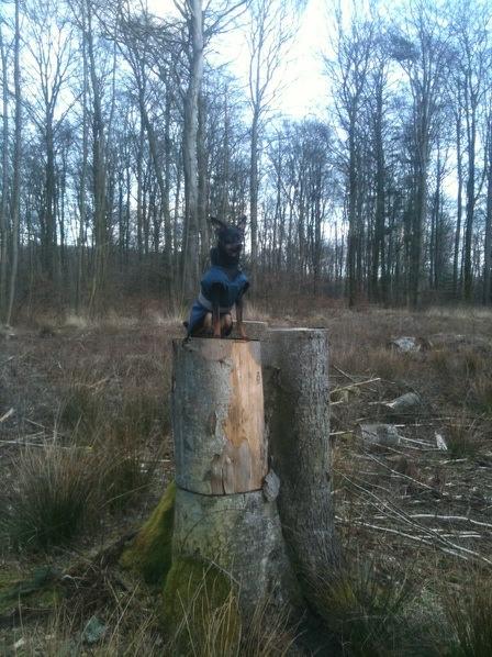 Dvaergpinscher Rico  - *NYT*
Dejlig tur i skoven :-) billede 3