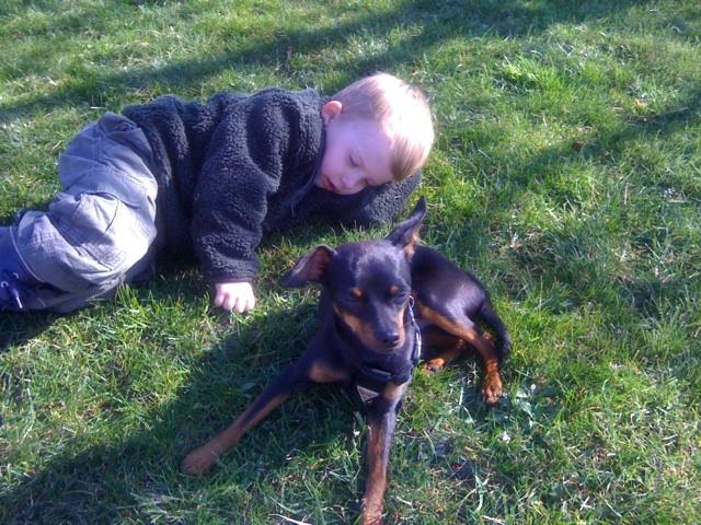 Dvaergpinscher Rico  - *NYT*
Rico og min dejlige nevø hygger ;-) billede 2