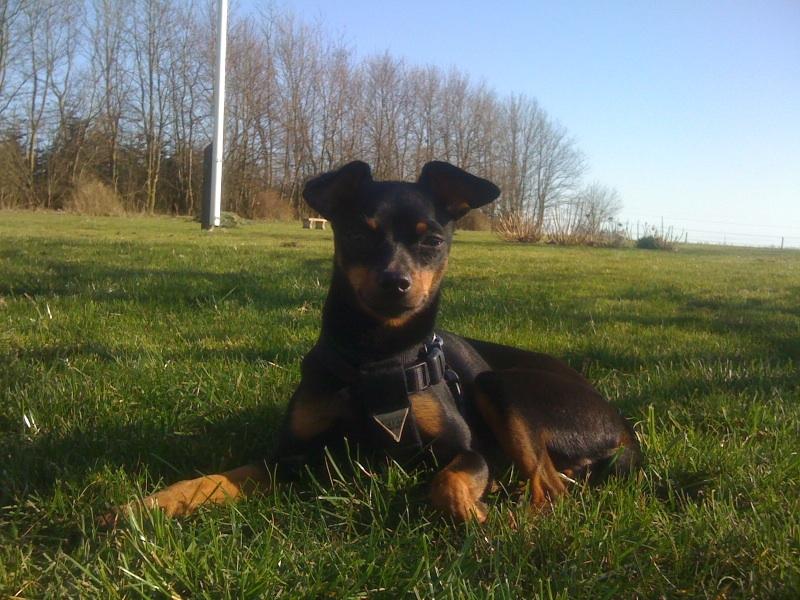 Dvaergpinscher Rico  - *NYT* Her er han lidt over 1 år.
Nyder det dejlige vejr :-) billede 1