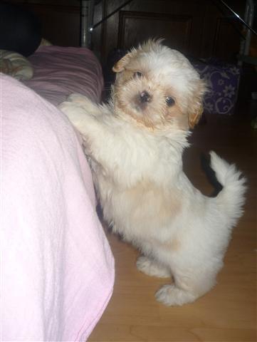 Shih tzu Setti billede 17