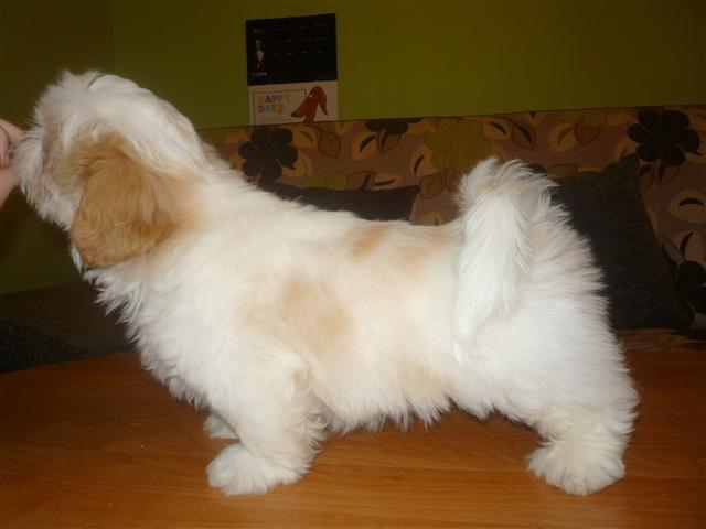 Shih tzu Setti billede 8