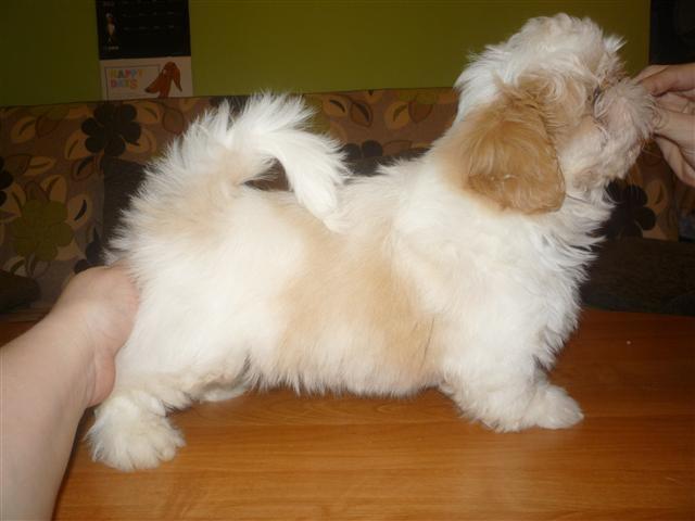 Shih tzu Setti billede 9