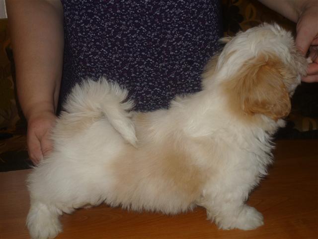 Shih tzu Setti billede 10