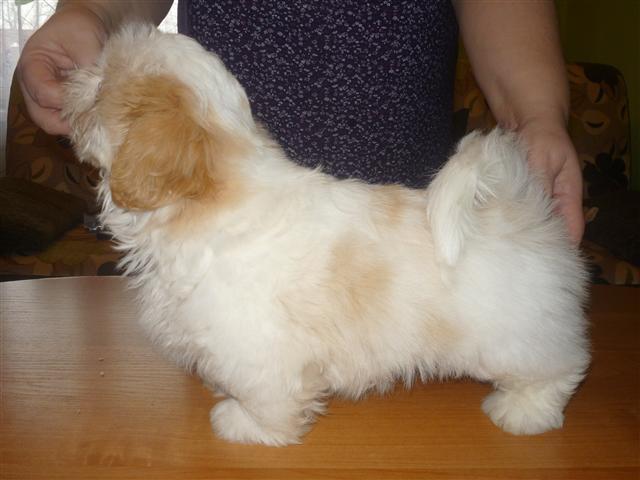 Shih tzu Setti billede 11