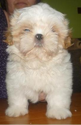 Shih tzu Setti billede 12