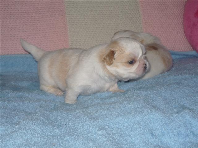 Shih tzu Setti billede 18