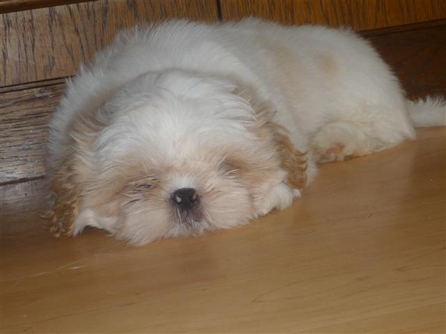 Shih tzu Setti billede 14