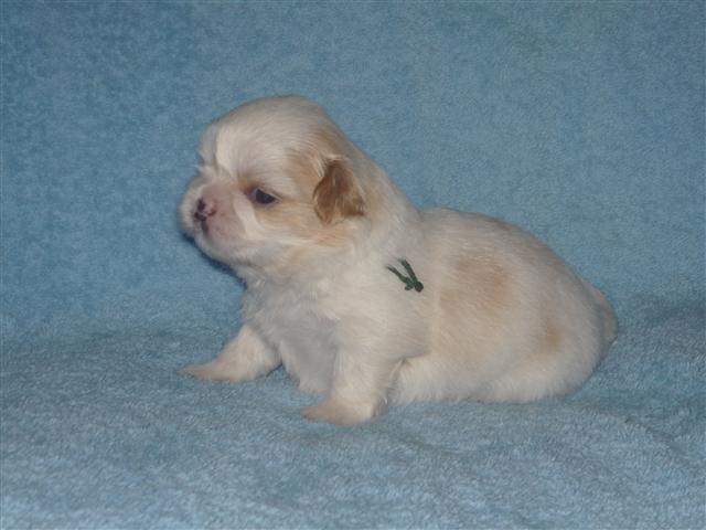 Shih tzu Setti billede 19