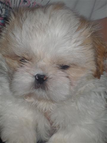 Shih tzu Setti billede 15