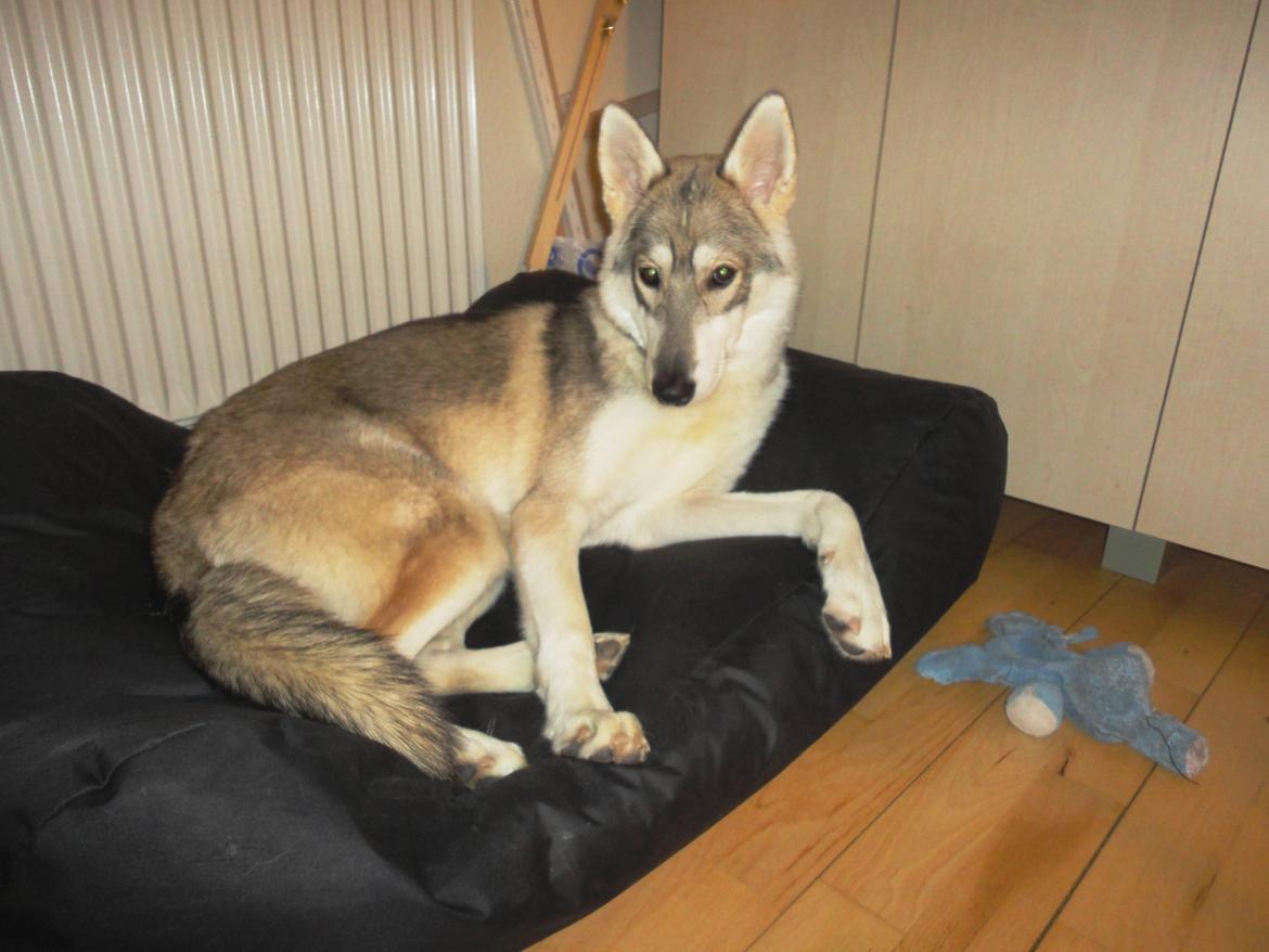 Tamaskan Dog Indiana - "Matsi" - 10 mdr. billede 20