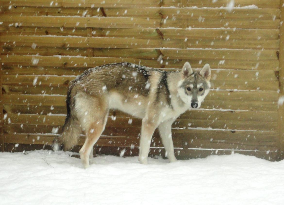 Tamaskan Dog Indiana - "Matsi" - 10 mdr. billede 4