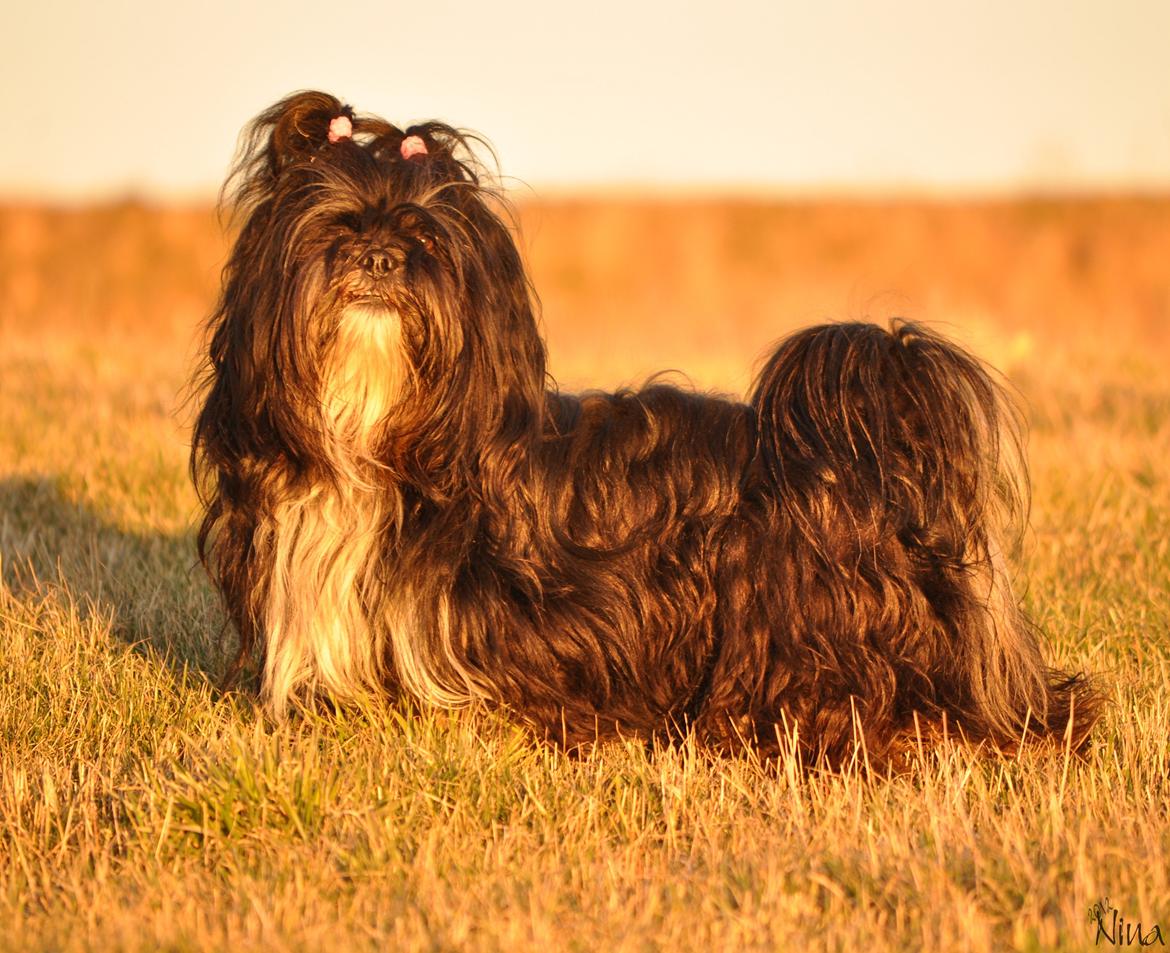 Lhasa apso Kenzo - Hej! Velkommen til min profil; jeg bliver kaldt Madøre =D billede 1