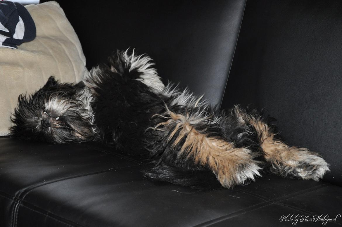 Lhasa apso Kenzo - Middagslur på tantes sofa er heller ikke dårligt! billede 5