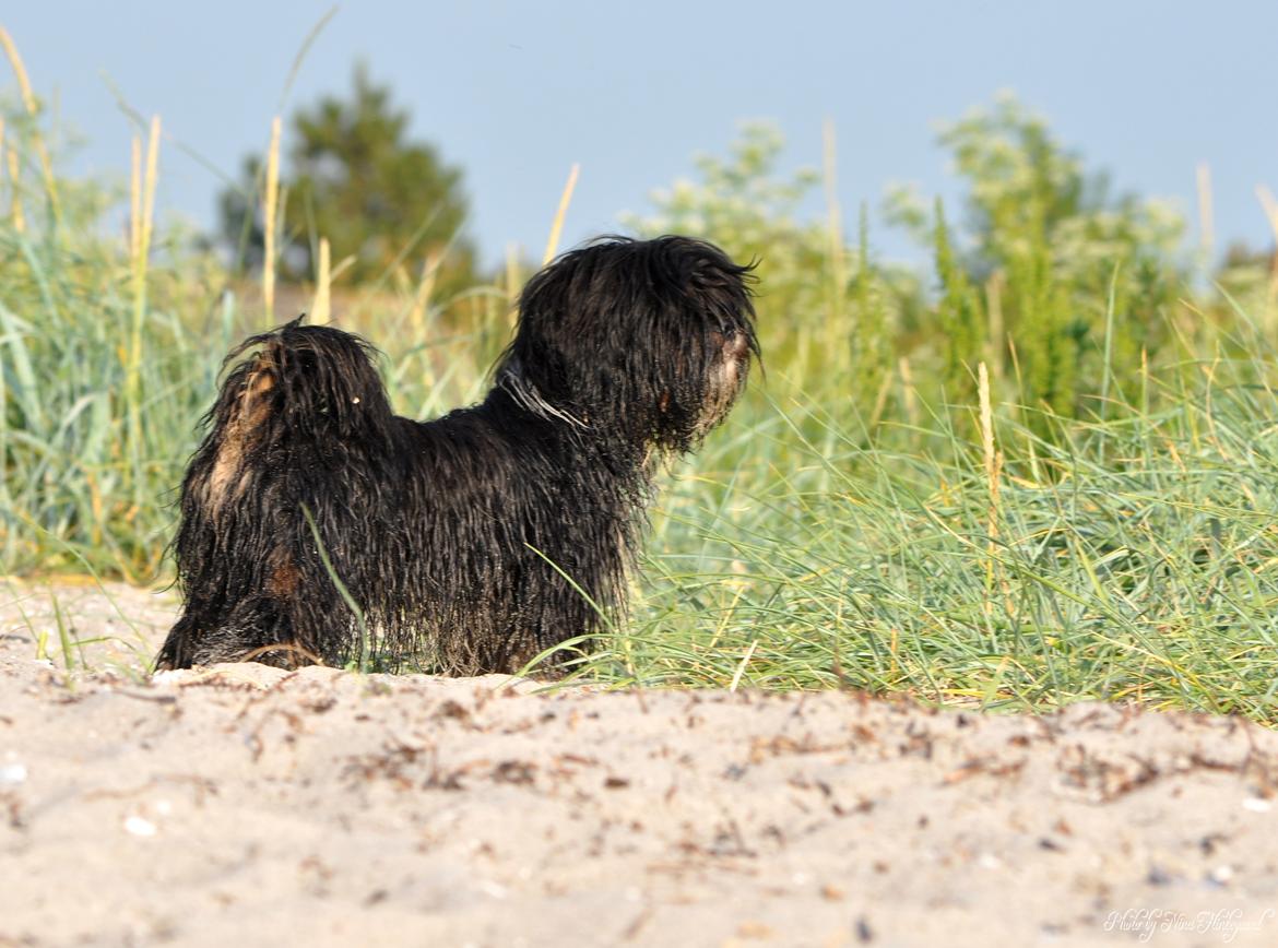 Lhasa apso Kenzo - En tur på stranden og blive beskidt! Jeg elsker stranden og vandet ligesom Freja gør billede 6