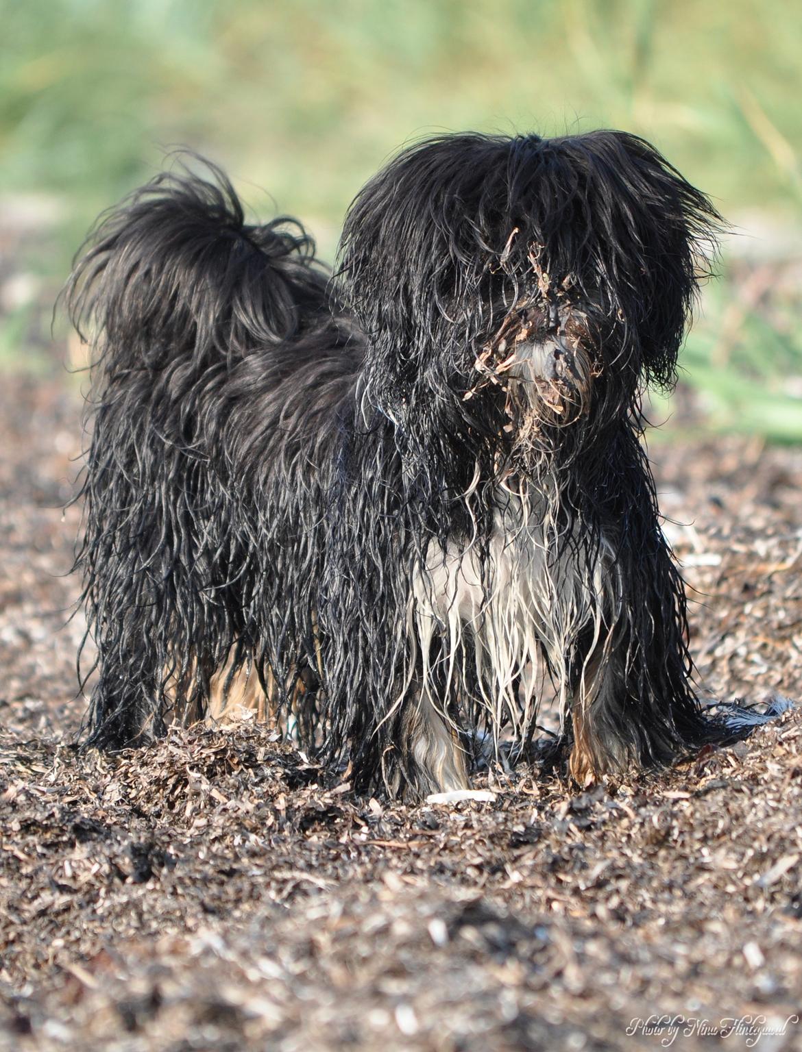 Lhasa apso Kenzo - At rulle sig i klam tang er en af de ting jeg er allerbedst til! billede 7