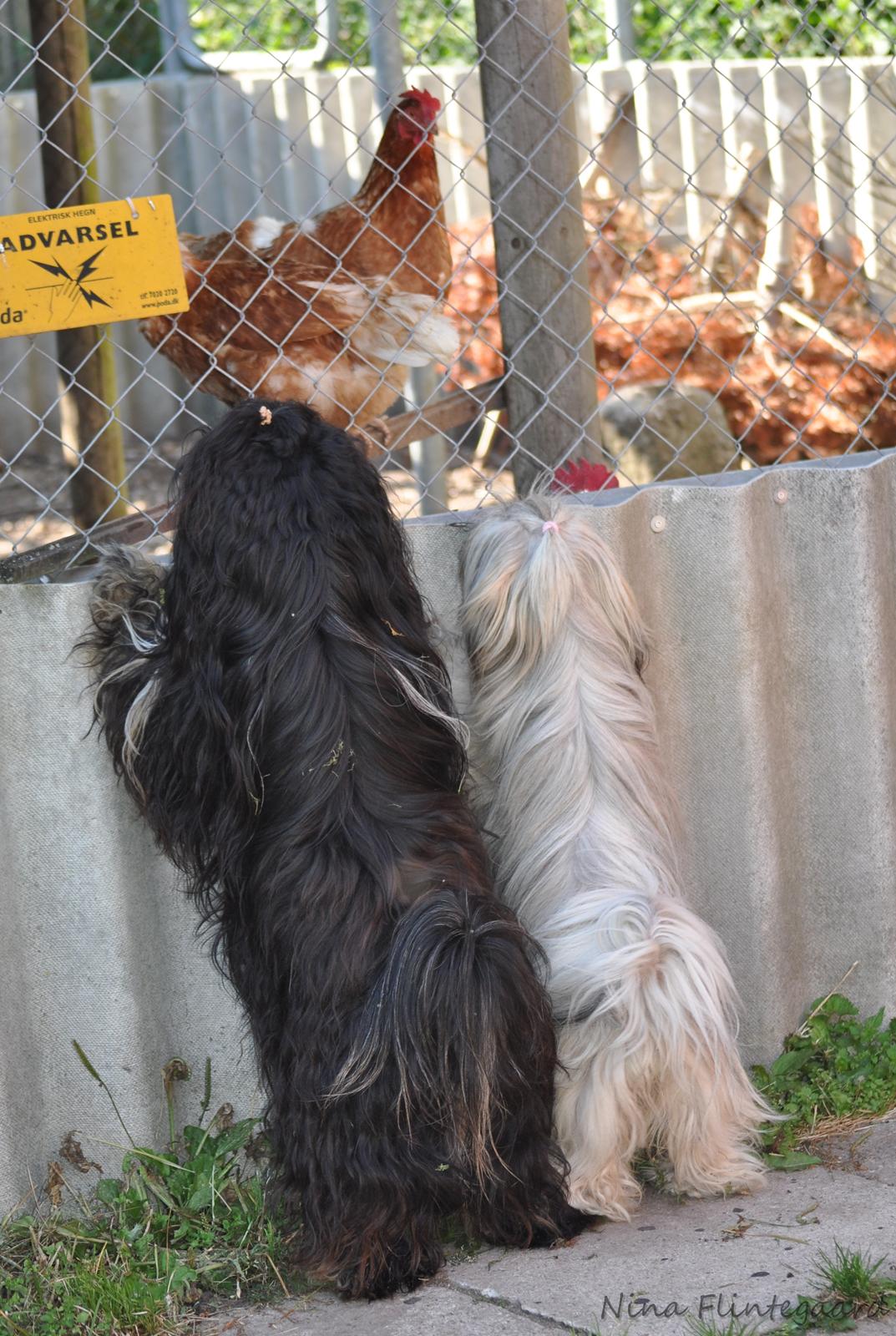 Lhasa apso Kenzo - UH! Vi har høns, de er brandsjove! Vi får 1 æg hver dag Freja og jeg, det er SÅ lækkert! billede 9