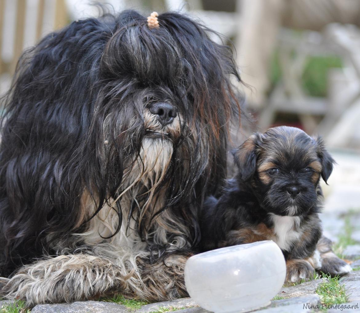 Lhasa apso Kenzo - Mig og Lillen/Josefine/Silke.. Jeg kaldte hende bare datter =) billede 14