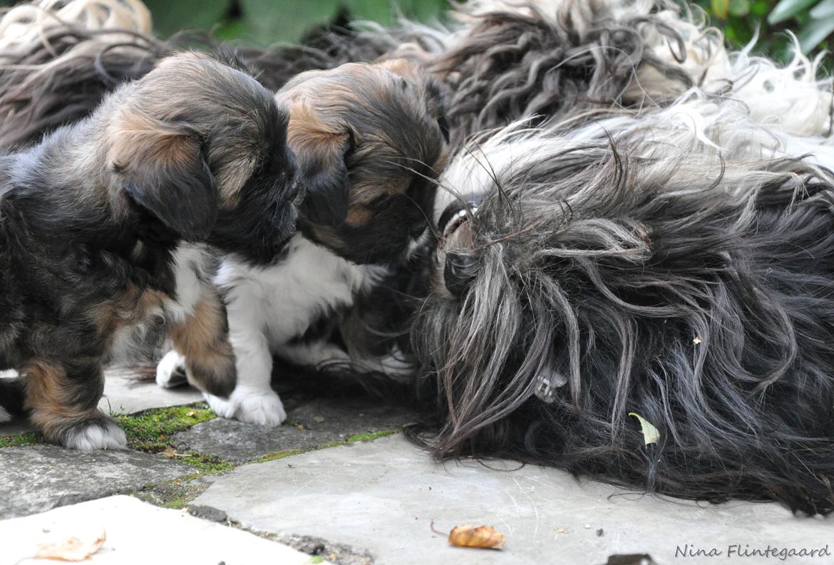 Lhasa apso Kenzo - Åh de skønne skønne hvalpe... Jeg legede med dem HVER dag.. billede 16