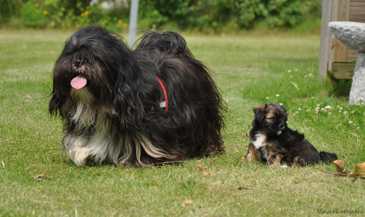 Lhasa apso Kenzo - Her har vi taget hvalpene med på tur ud og opleve, jeg passede SÅ godt på dem! billede 17