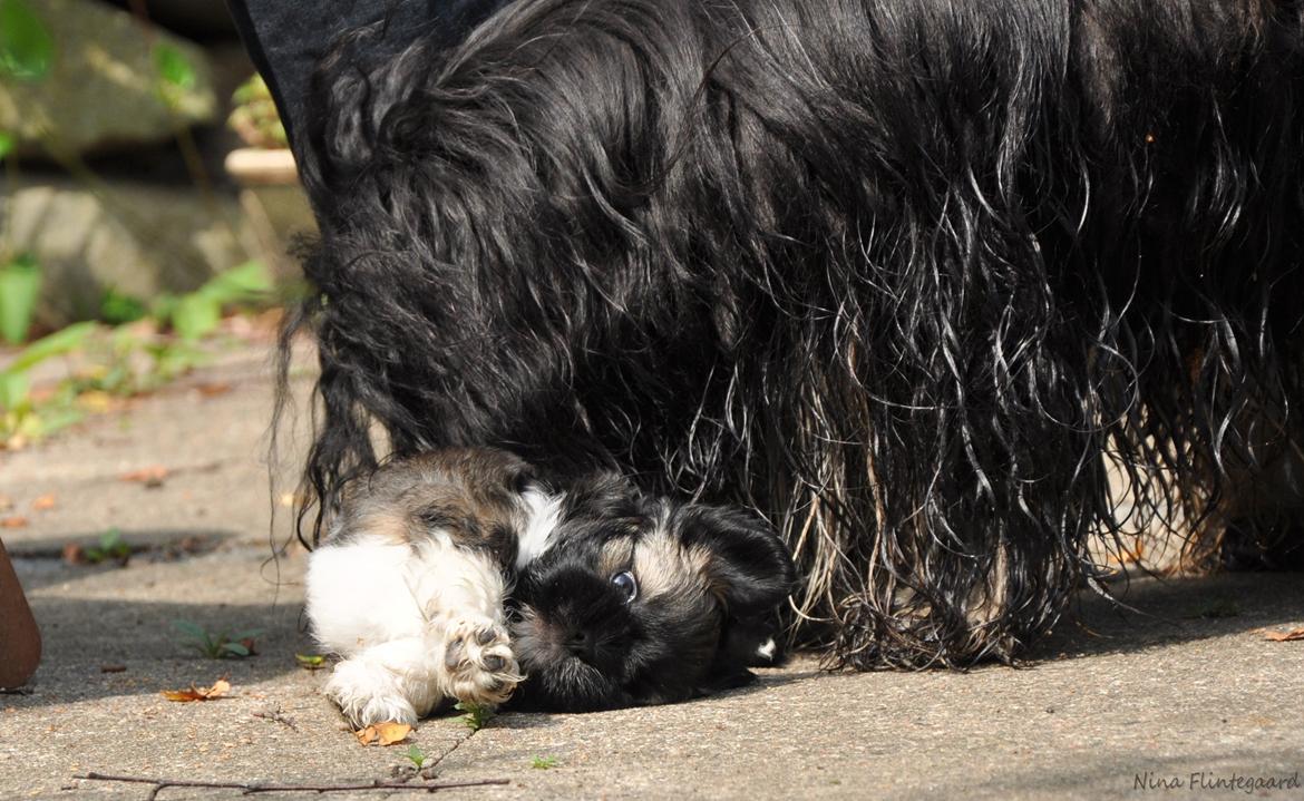 Lhasa apso Kenzo - Jeg hjalp også med at gøre dem rene, jeg var sådan en god far! billede 18