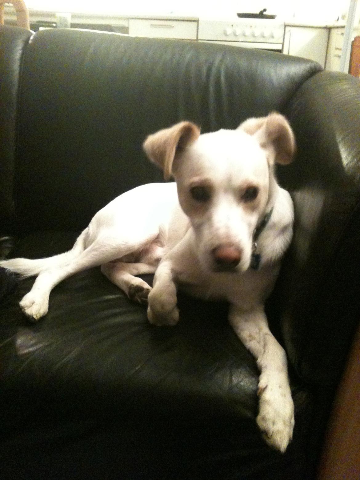 Greyhound blanding Laban The Champion - Han er allerede begyndt og føle sig godt tilpas billede 2