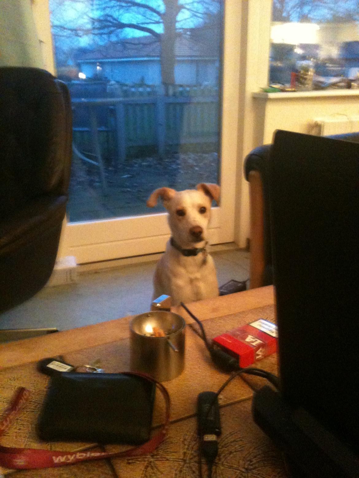 Greyhound blanding Laban The Champion - Her er han lige kommet indenfor og sidder og kigger sig lidt rundt.. dejlige dreng billede 3