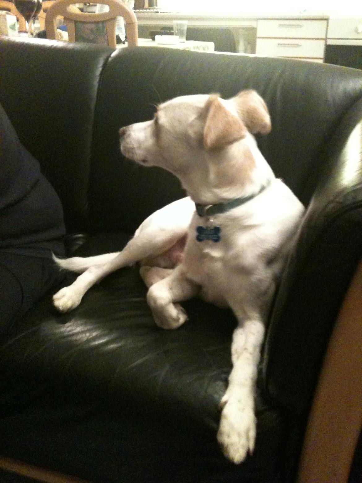 Greyhound blanding Laban The Champion billede 4