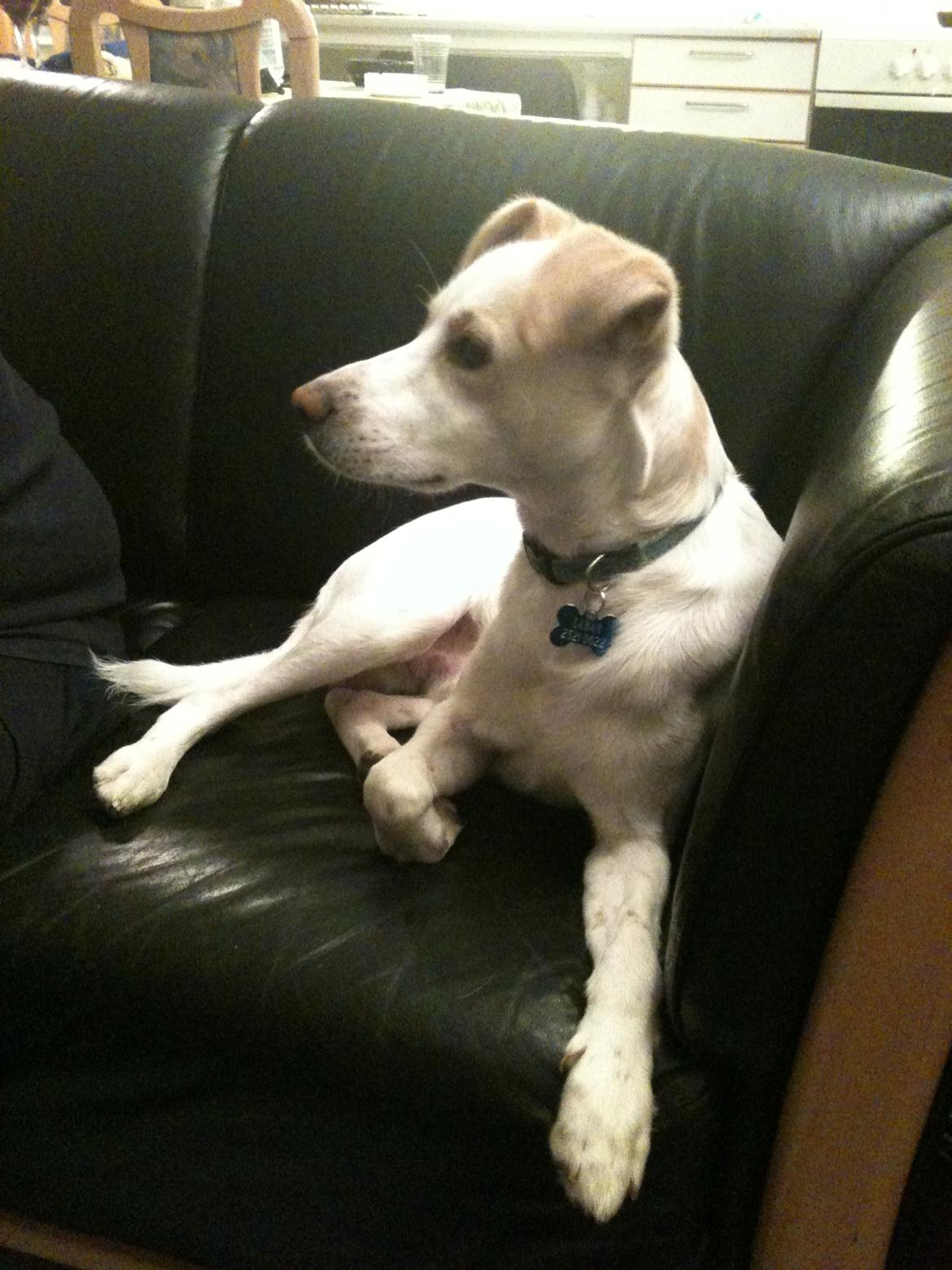 Greyhound blanding Laban The Champion billede 5