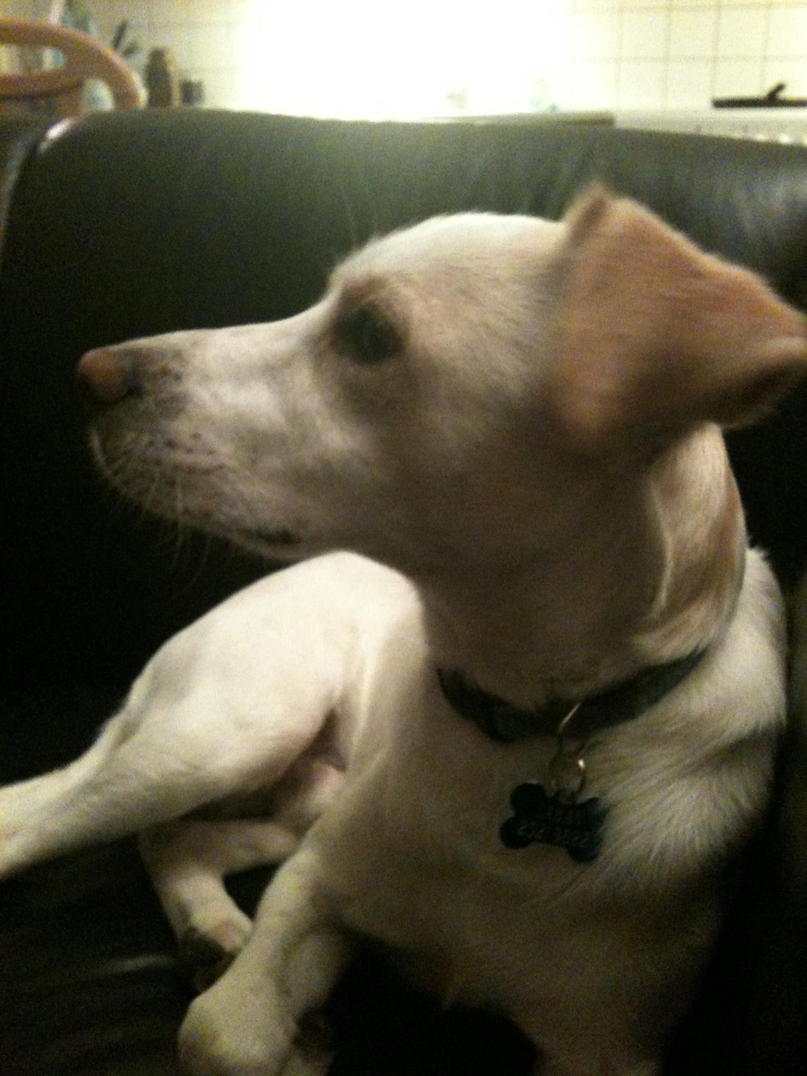 Greyhound blanding Laban The Champion billede 6