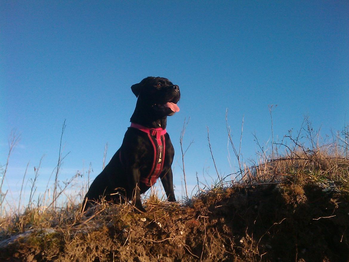 Blanding af racer Cleo billede 1