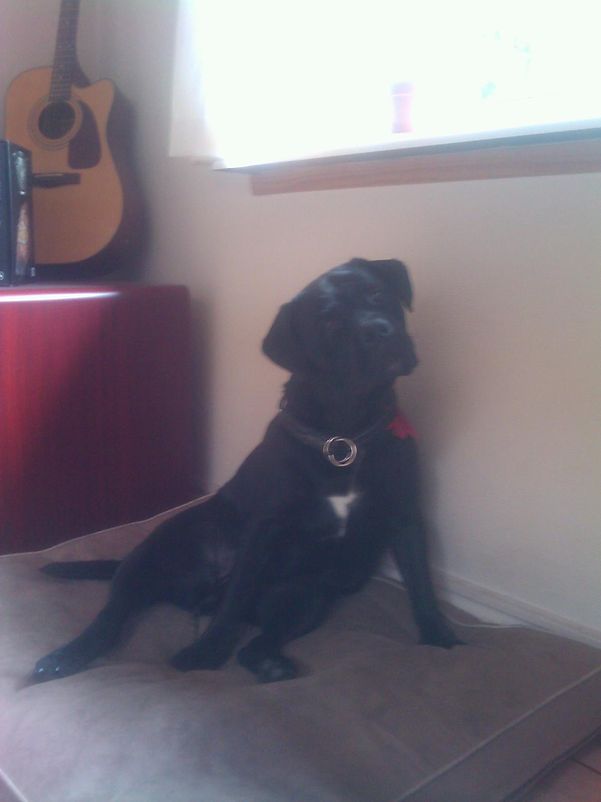 Blanding af racer Cleo billede 2