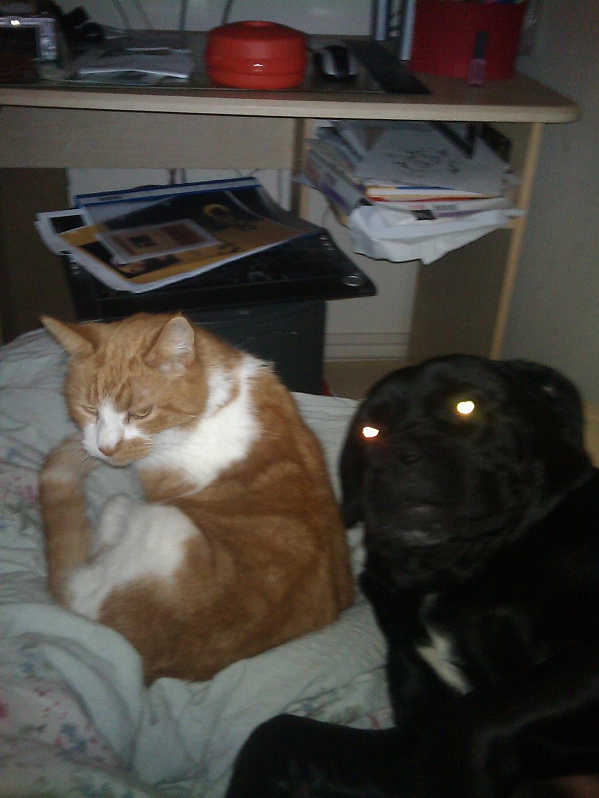 Blanding af racer Cleo billede 3