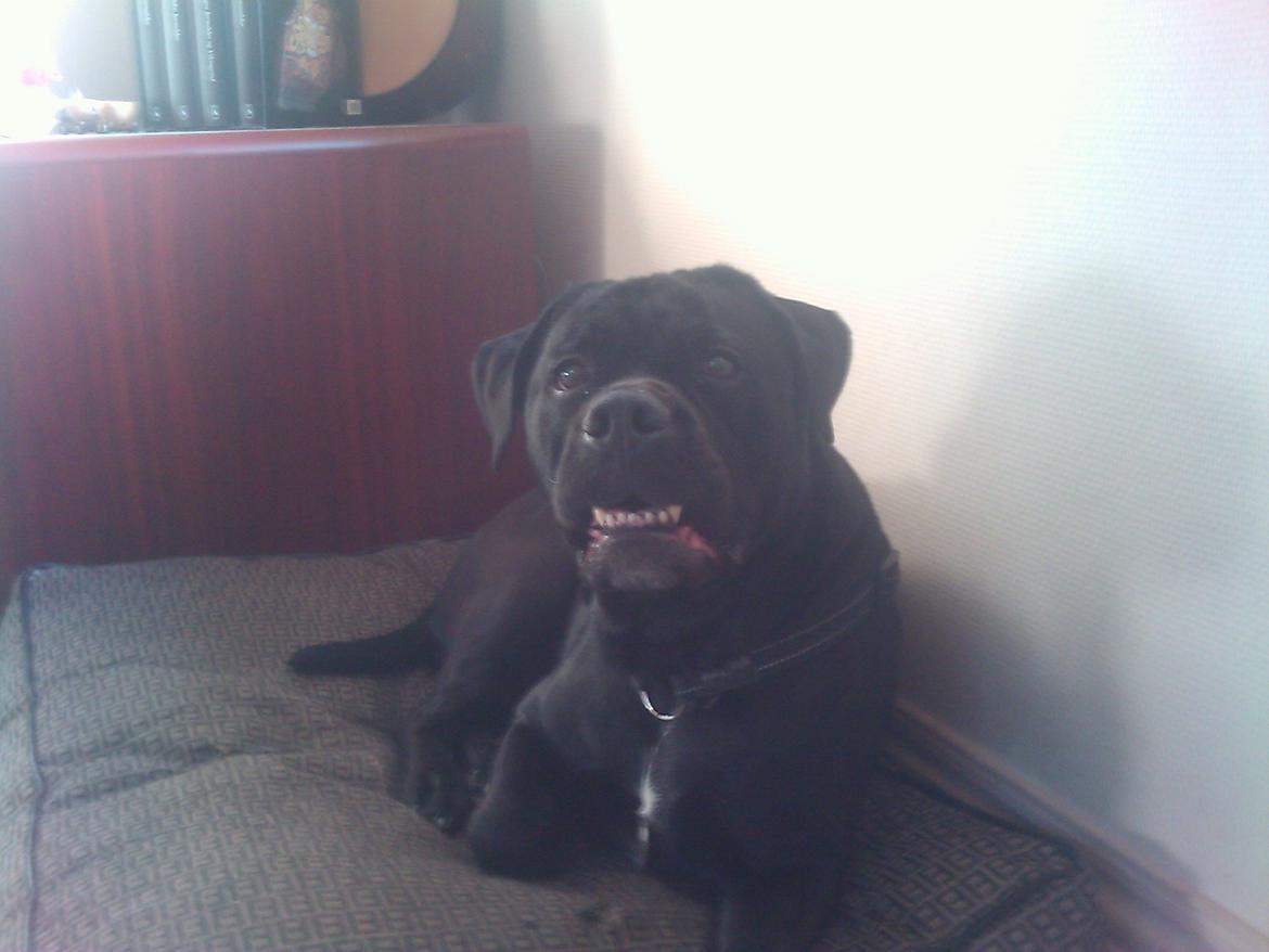 Blanding af racer Cleo billede 4