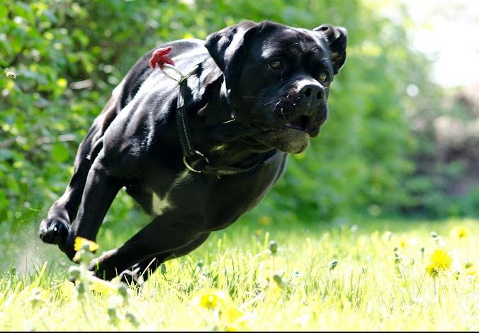 Blanding af racer Cleo billede 5