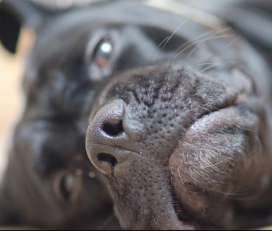 Blanding af racer Cleo billede 6