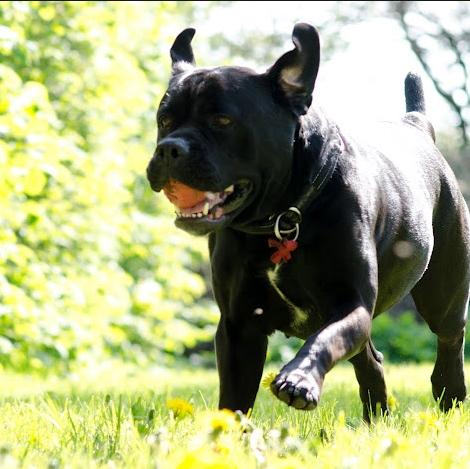 Blanding af racer Cleo billede 7