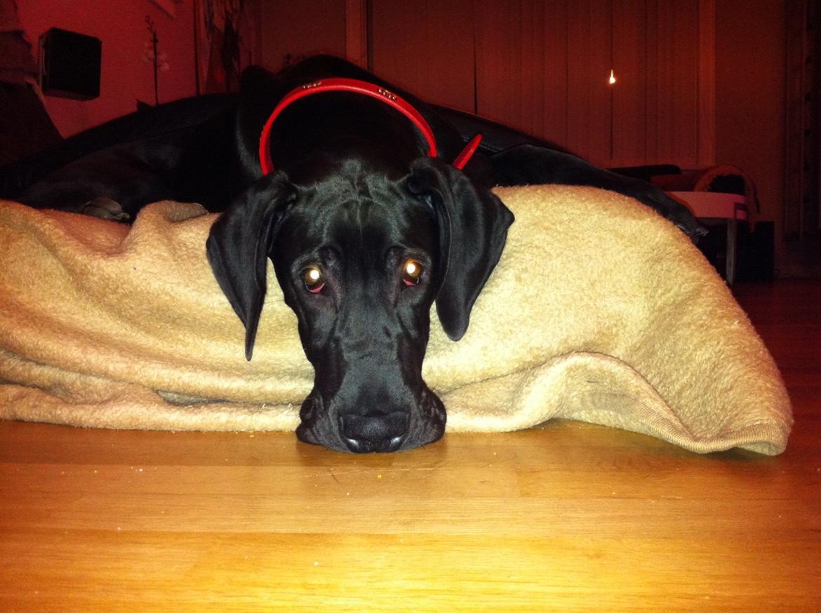 Grand danois King billede 1