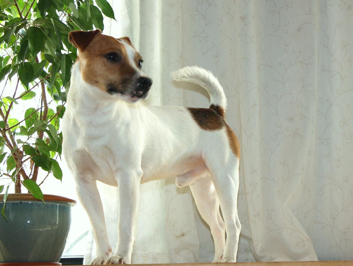 Jack russell terrier Karlsbjerggårdens Spaky billede 9