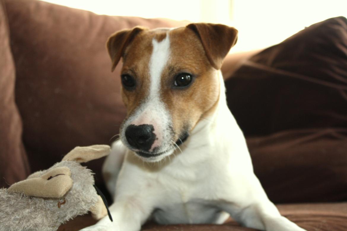 Jack russell terrier Karlsbjerggårdens Spaky billede 10