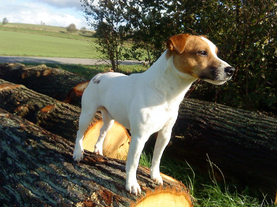 Jack russell terrier Karlsbjerggårdens Spaky billede 11