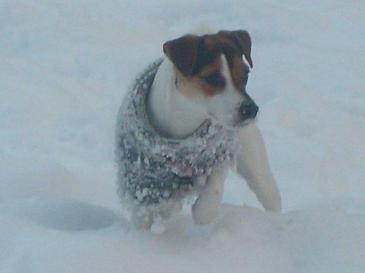 Parson russell terrier DKGCH Duvå Flicka III billede 12