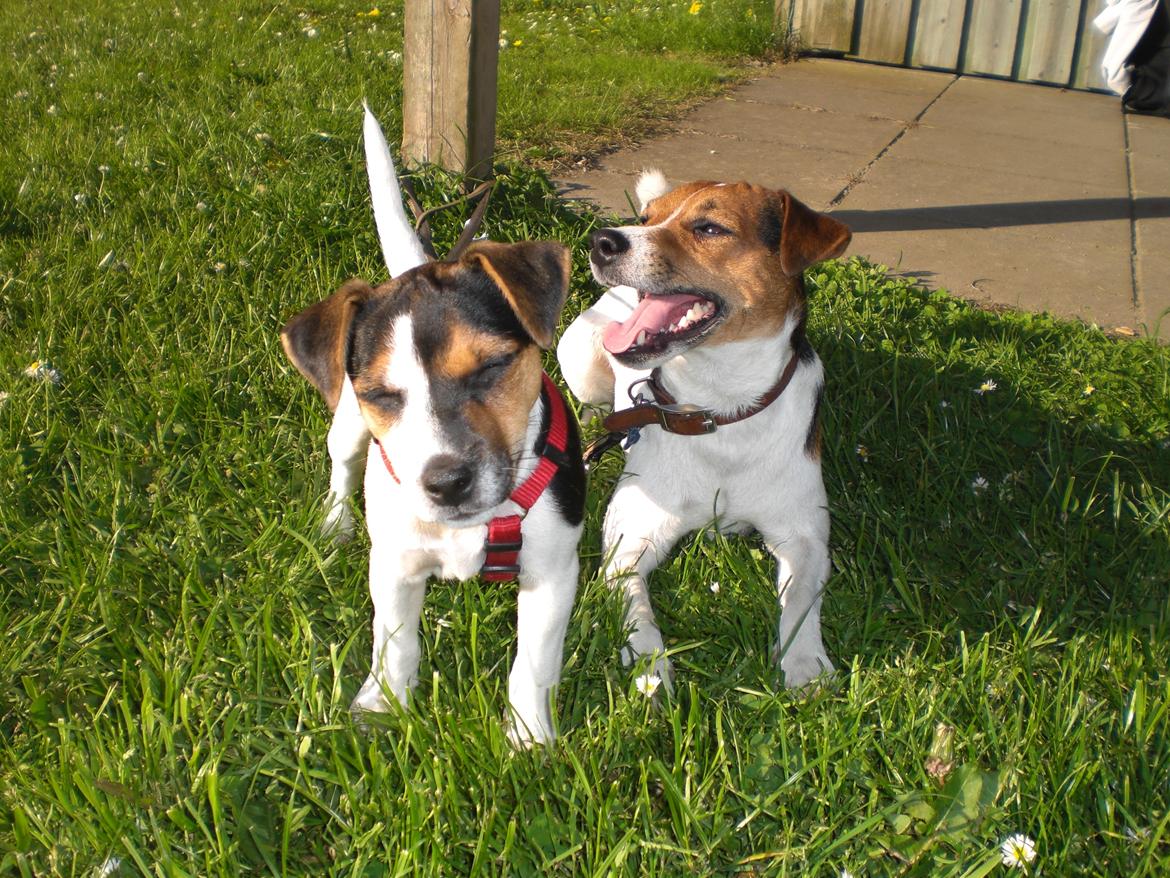 Parson russell terrier DKGCH Duvå Flicka III - Vi fjoller lidt inden det er vores tur på agility-banen. billede 13