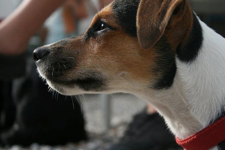Parson russell terrier DKGCH Duvå Flicka III billede 14