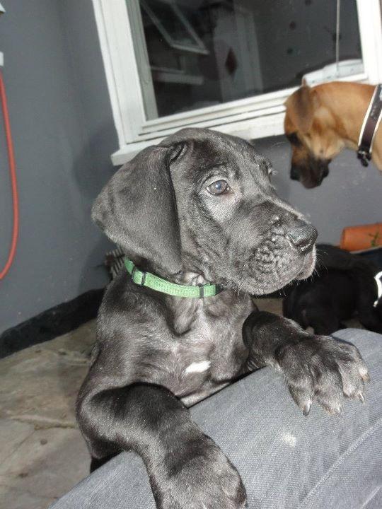 Grand danois King billede 2