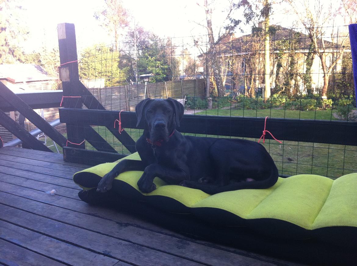 Grand danois King billede 3