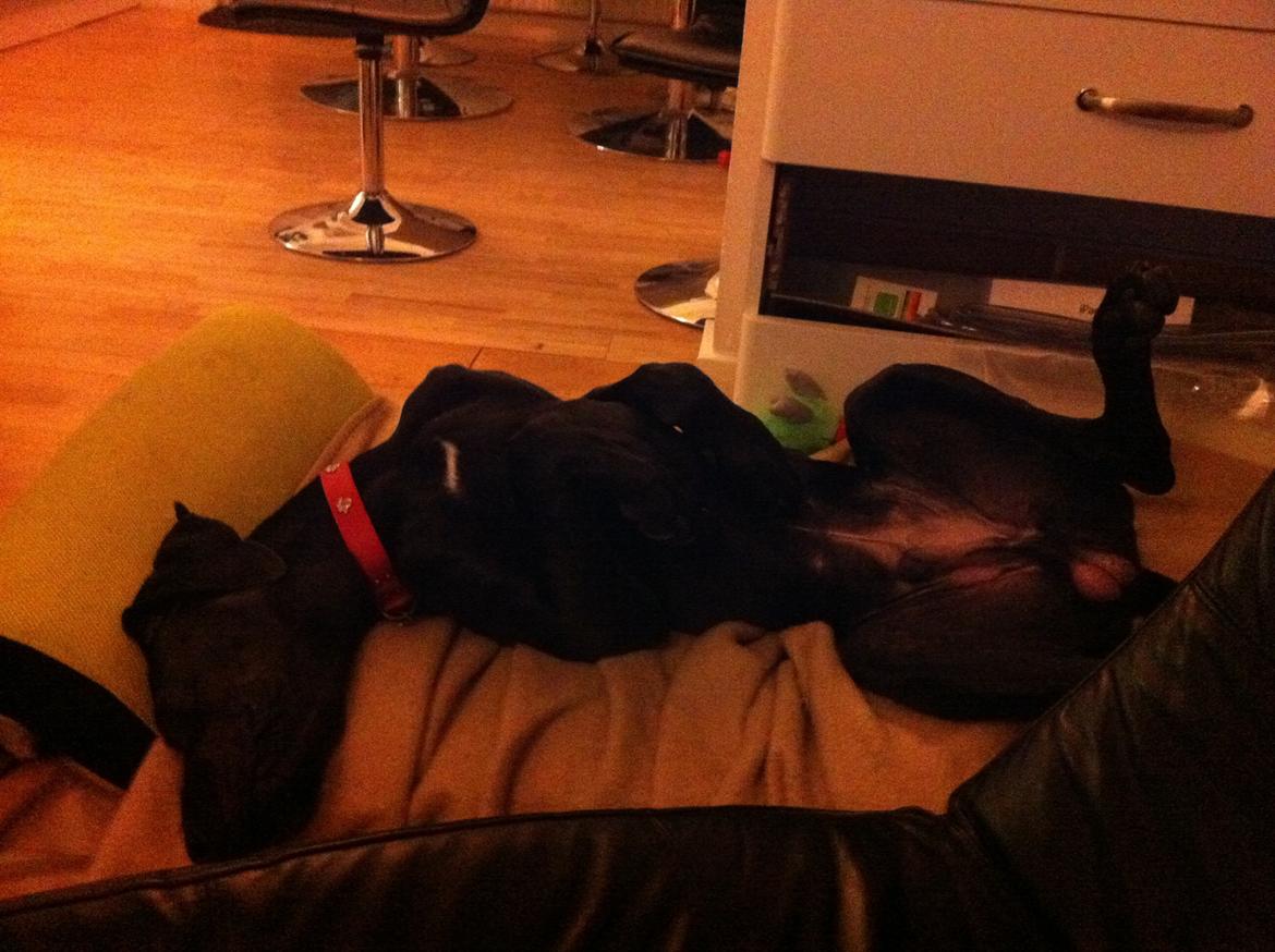 Grand danois King billede 4