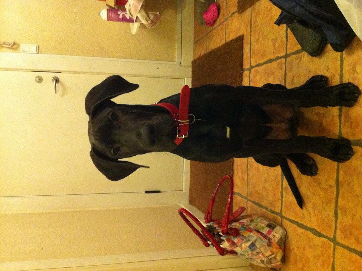 Grand danois King billede 5