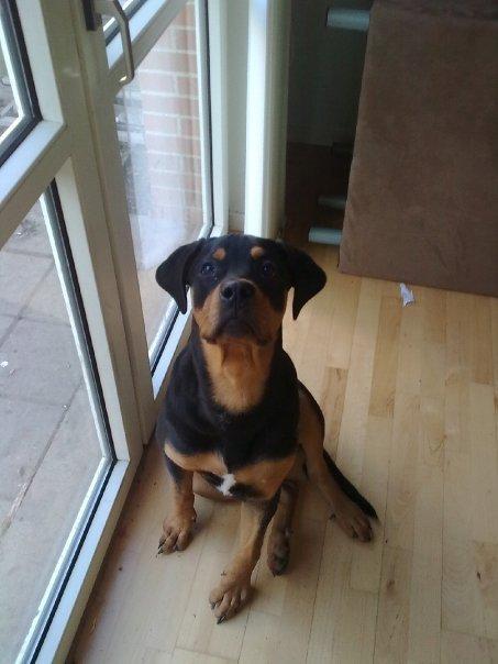Rottweiler Balou R.I.P billede 1